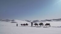 Winter Taiga 25/P8: Von Pferden und Rentieren